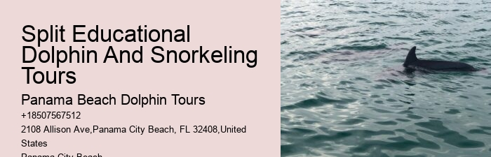 Dolphin Cruises