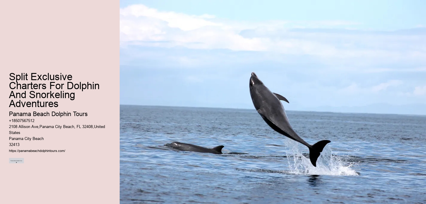 Can I book a private dolphin tour in Panama City Beach