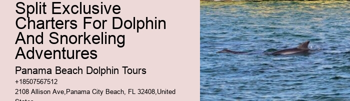Can I Hug A Dolphin