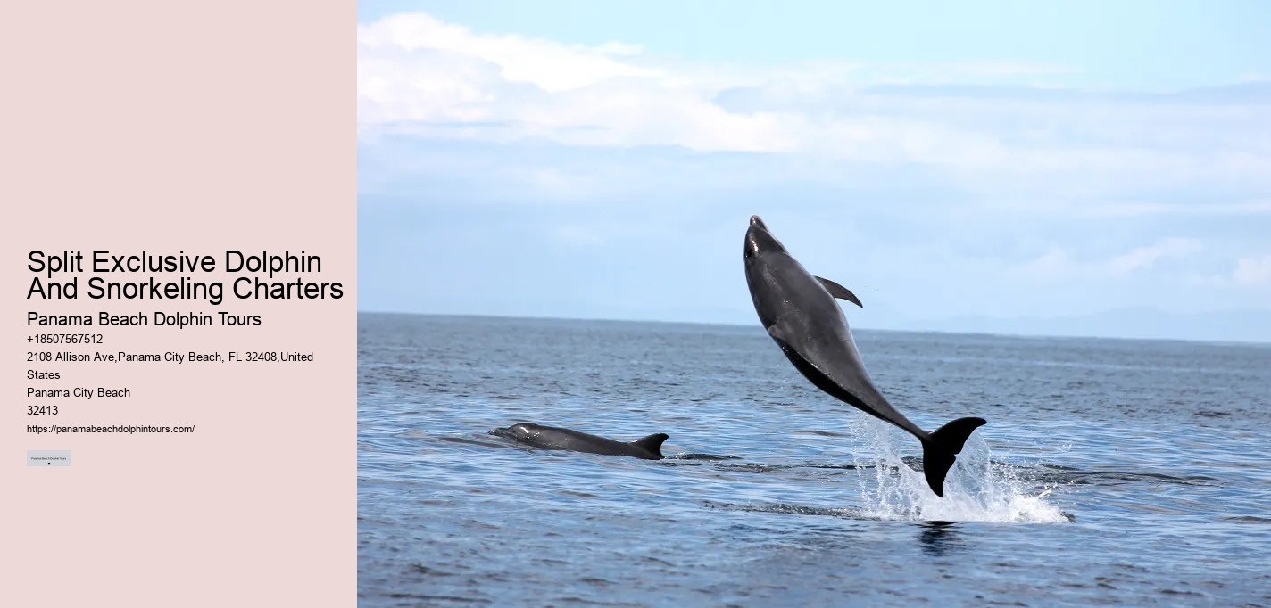Do Dolphins Have A Dark Side