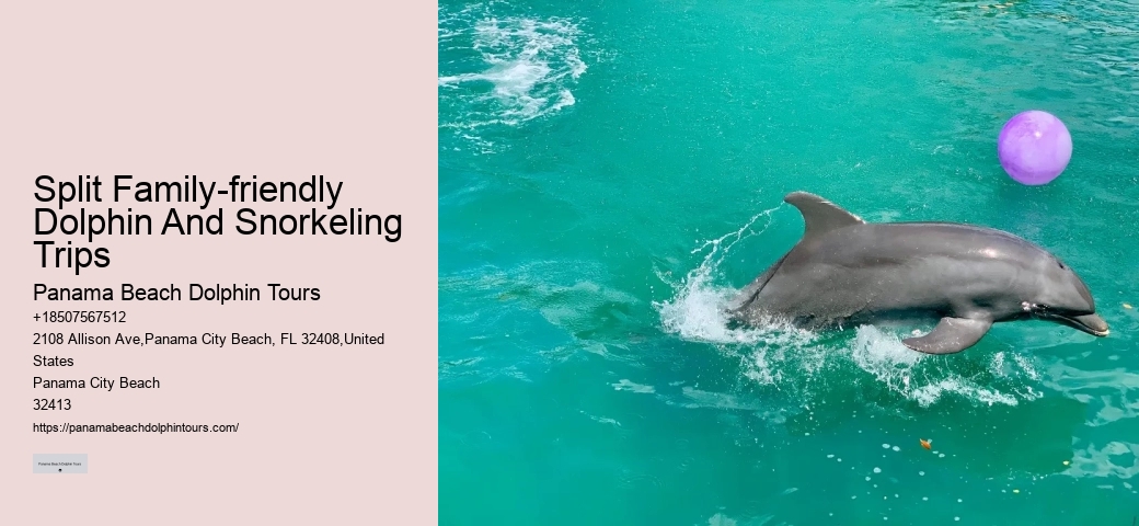Dolphin Tours Panama City Beach Fl