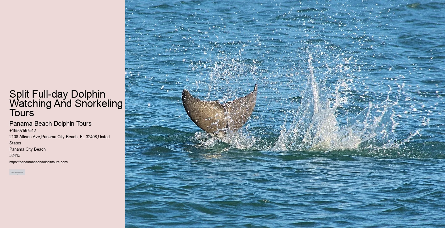 Panama City Beach Dolphin Boat Cruises