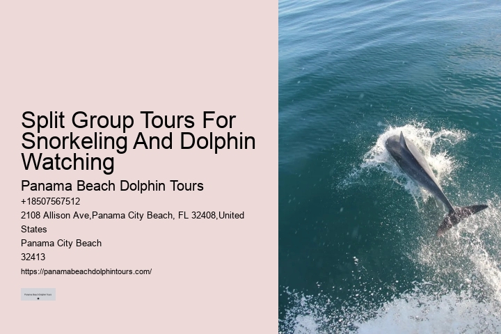 What safety measures are in place during dolphin tours in Panama City Beach