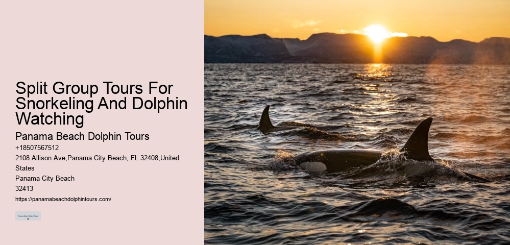 PCB Dolphin Discovery Cruises