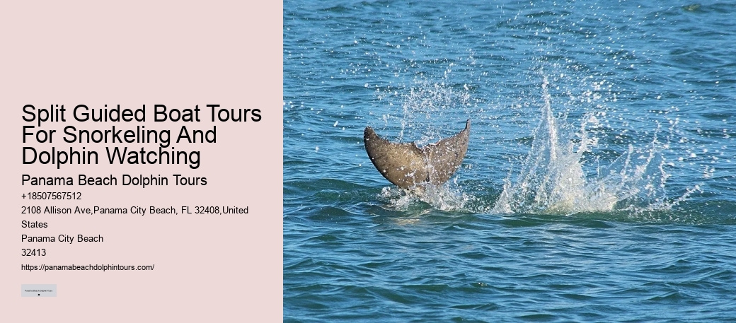 Salty Dogs Dolphin And Adventure Tours