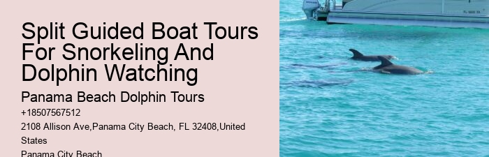 Why You Should Not Swim With Dolphins