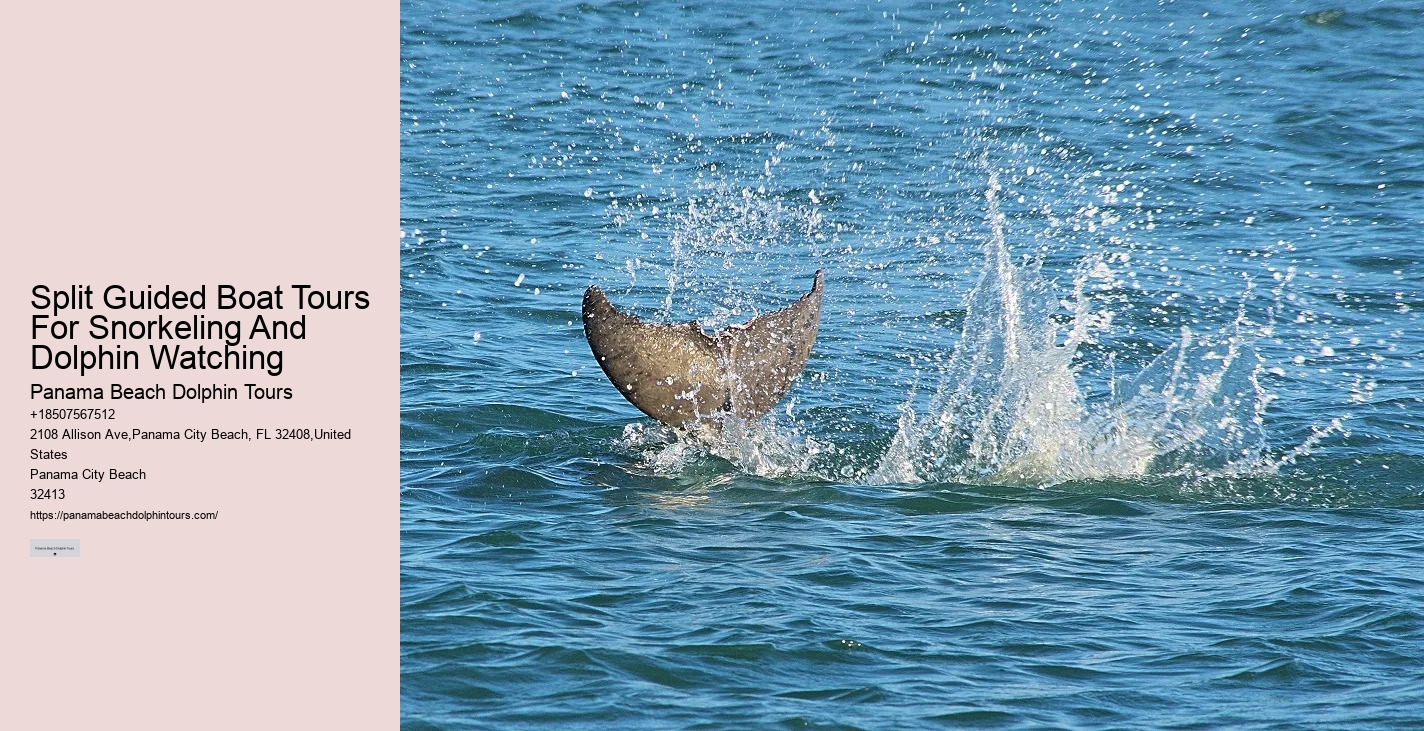 Tours to see dolphins in Panama City Beach