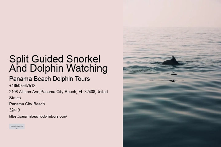 What Do I Need To Know Before Swimming With Dolphins