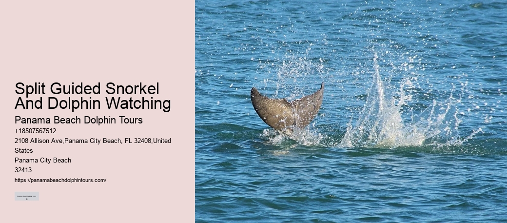Redcliffe Dolphin Tours