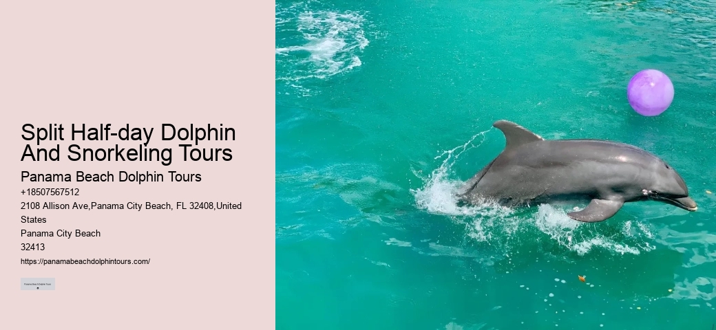 Dolphin behavior