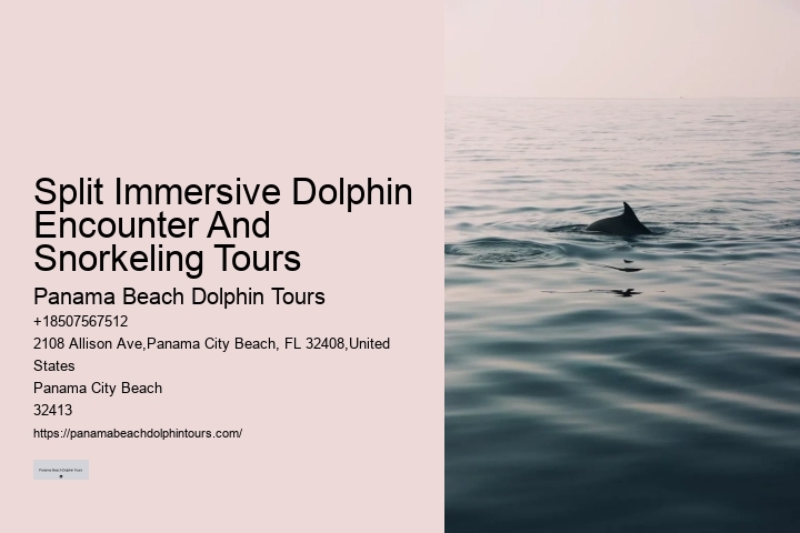 Dolphin exploration experiences in Panama City Beach
