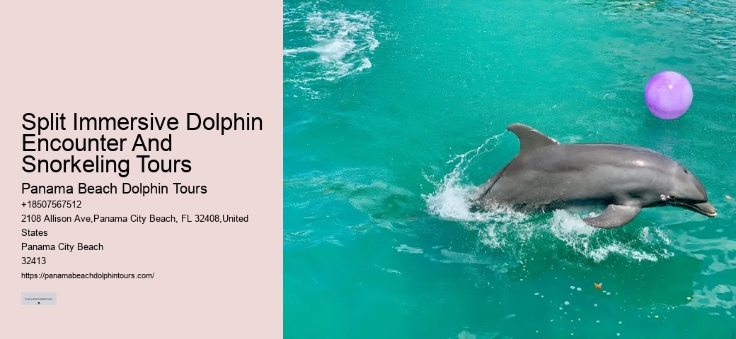 VIP Dolphin Exploration and Snorkeling