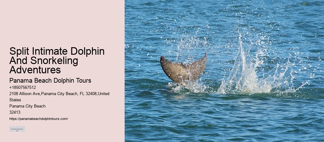 Dolphins Have Highly Sensitive Skin