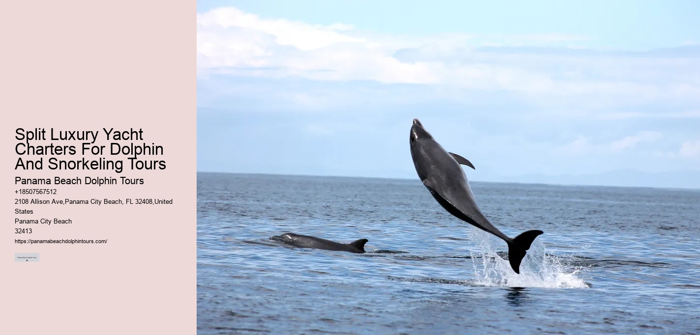 Where Can I See Wild Dolphins In Panama City Beach