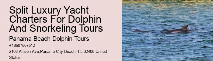 Panama City Beach dolphin safari