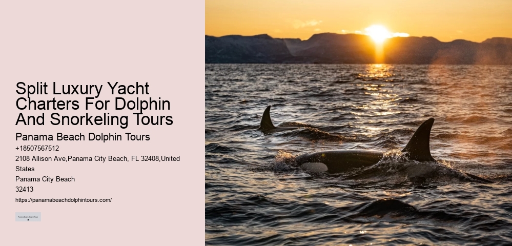 Panama City Beach Dolphin Tours Prices