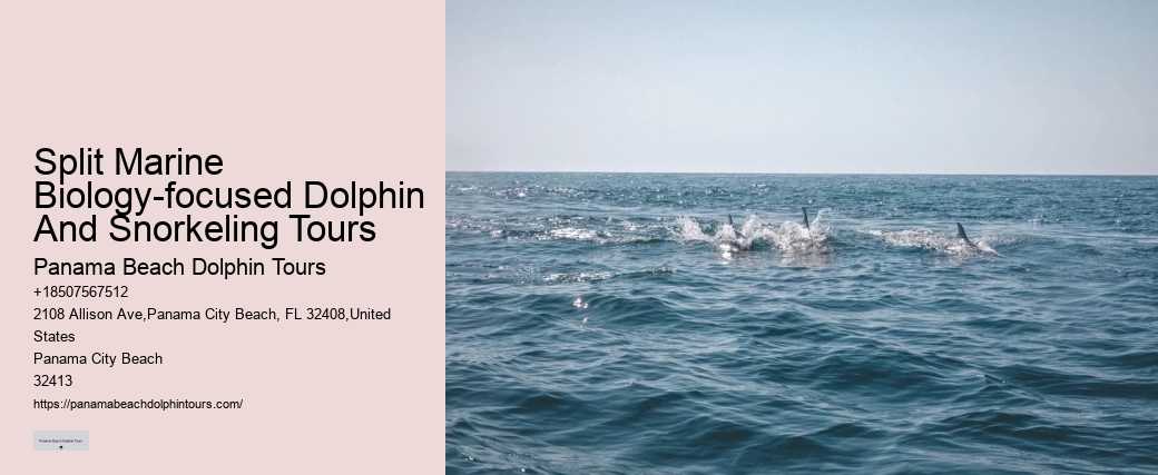 Individual Dolphin Watching and Snorkeling Trips