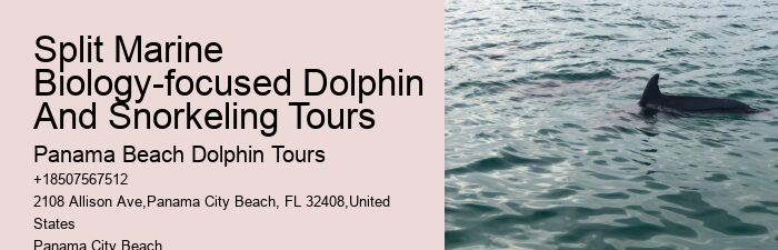 Are there any restrictions on interactions with dolphins during the tours in Panama City Beach