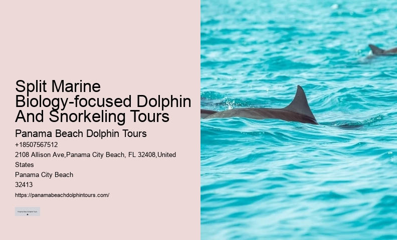 Split Guided Boat Tours For Snorkeling And Dolphin Watching