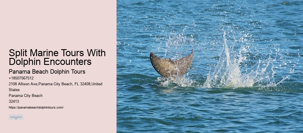 Beach Dolphin Tours
