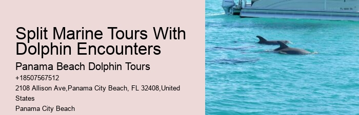What Cruise Can You Swim With Dolphins