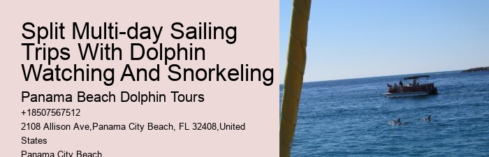 Dolphin sightseeing in Panama City Beach