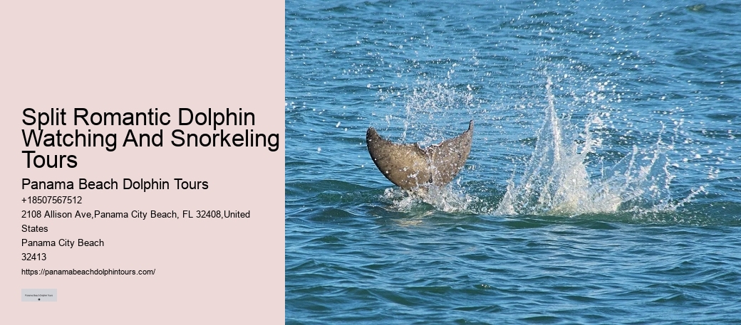 Dolphin Tours Near Me