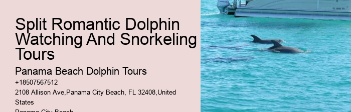 Split Private Guided Dolphin And Snorkeling Tours
