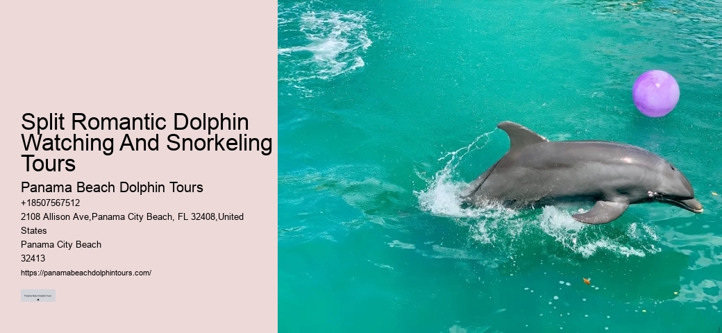 Deluxe Dolphin Encounter with Snorkeling