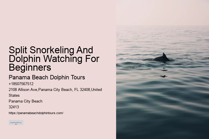 How Much Does It Cost To Swim With The Dolphins In Panama City Beach