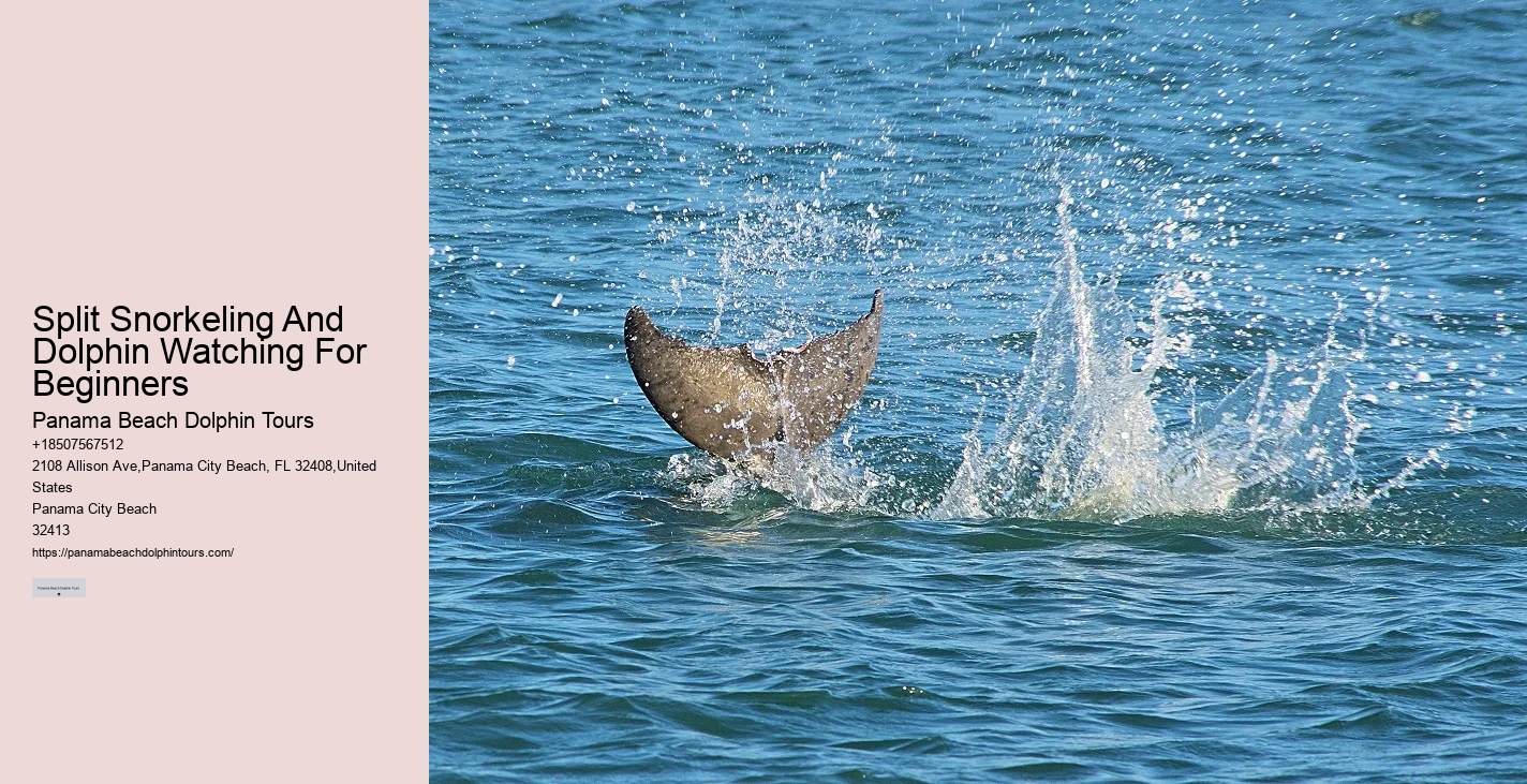 What Are The Risks Of Hugging Dolphins In The Wild
