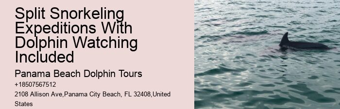 Are there any special events or themed tours for dolphin watching