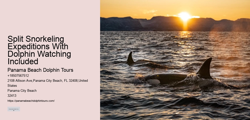 How Long Do Dolphins Live