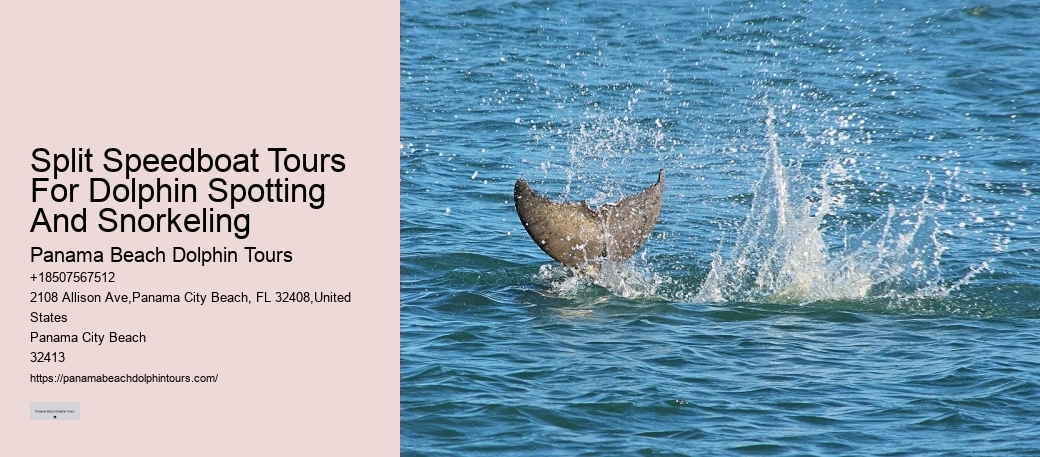 Must-haves For Your Dolphin Cruise