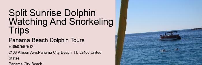 Dolphin Watching Excursions in PCB