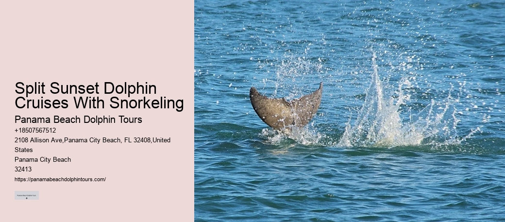 Feeding Or Harassing Marine Mammals In The Wild