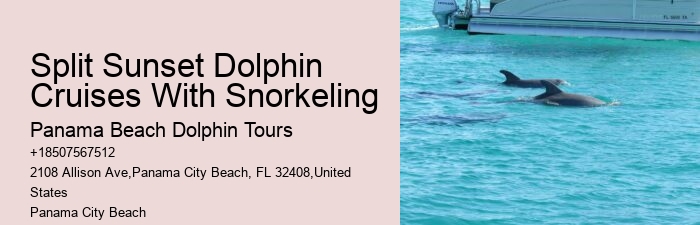 What is the average group size on a dolphin tour in Panama City Beach