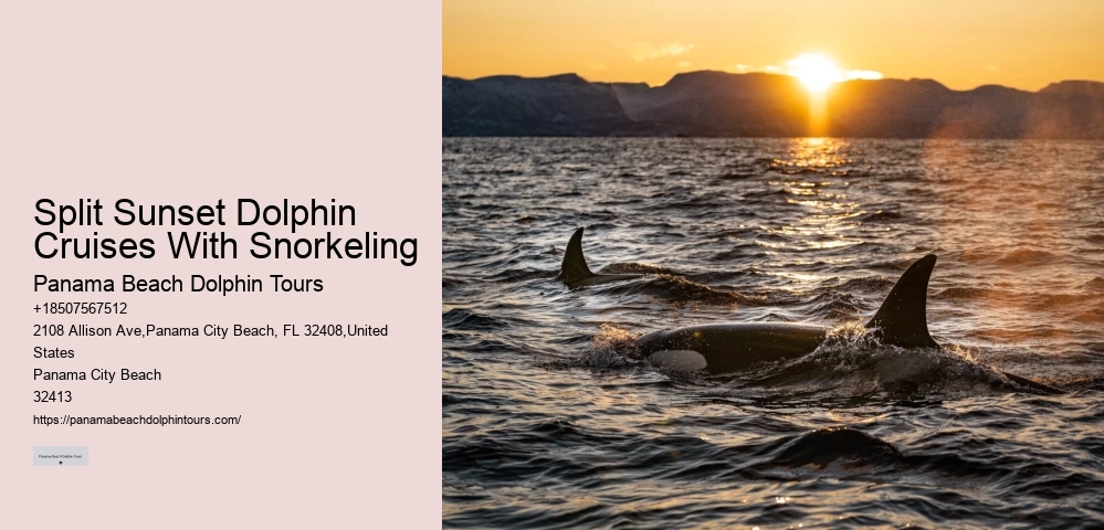 Best Time For Dolphin Watching San Diego