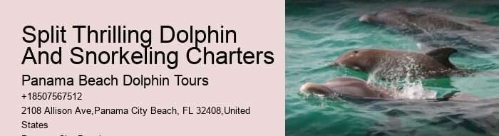 Panama City Beach dolphin watching adventures