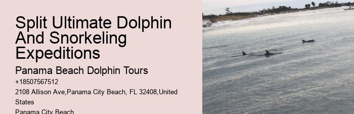 Snorkeling Excursions With Dolphin Sightings In Split