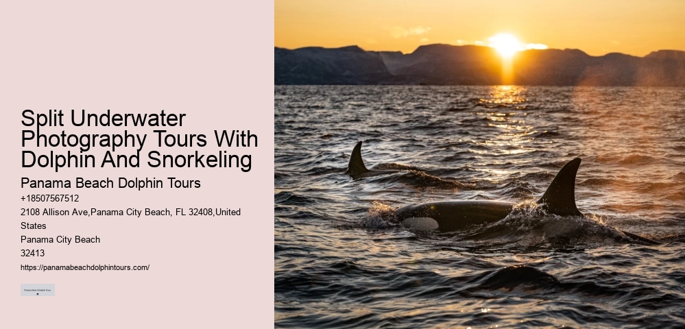 Split Dolphin And Snorkeling Eco-adventures