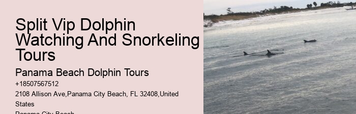 Split Boat Trips For Dolphin Watching And Snorkeling