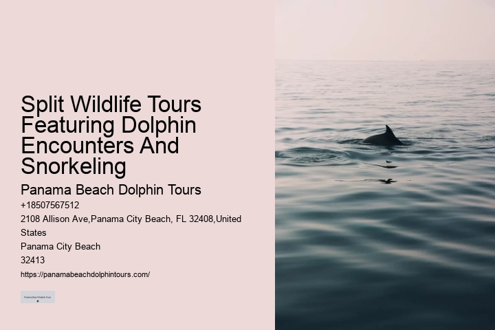 Elite Dolphin Watching with Snorkeling