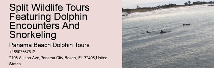Split Customized Dolphin And Snorkeling Itineraries