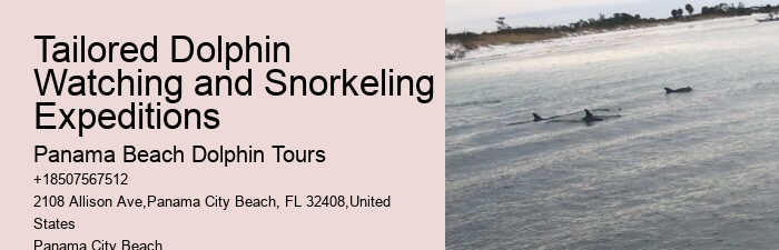 What Time Of Year Are Dolphins Most Active In Florida