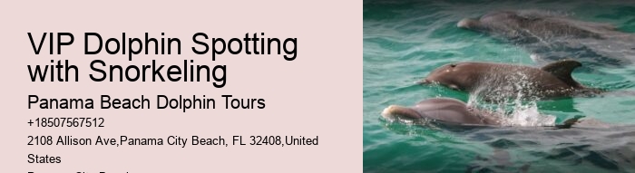 Split Immersive Snorkeling And Dolphin Experiences