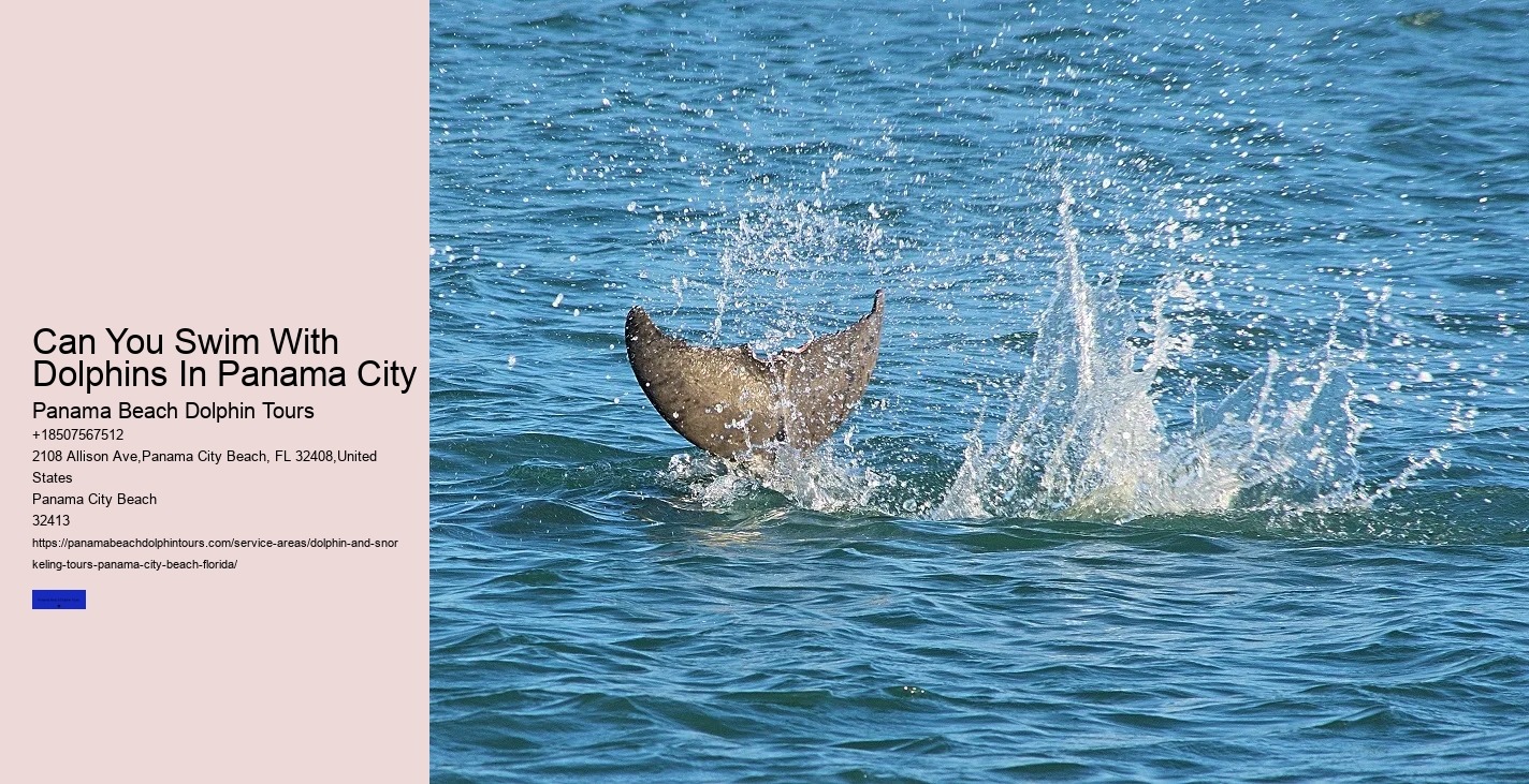 Dolphin Cruises
