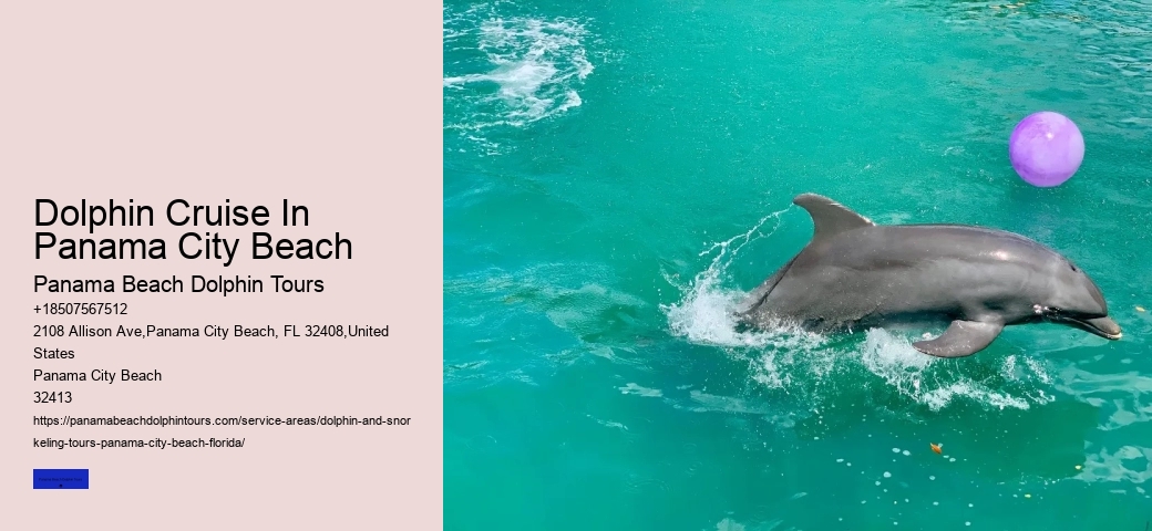 Dolphin Swim