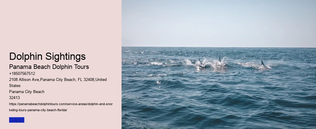 Dolphin Encounters