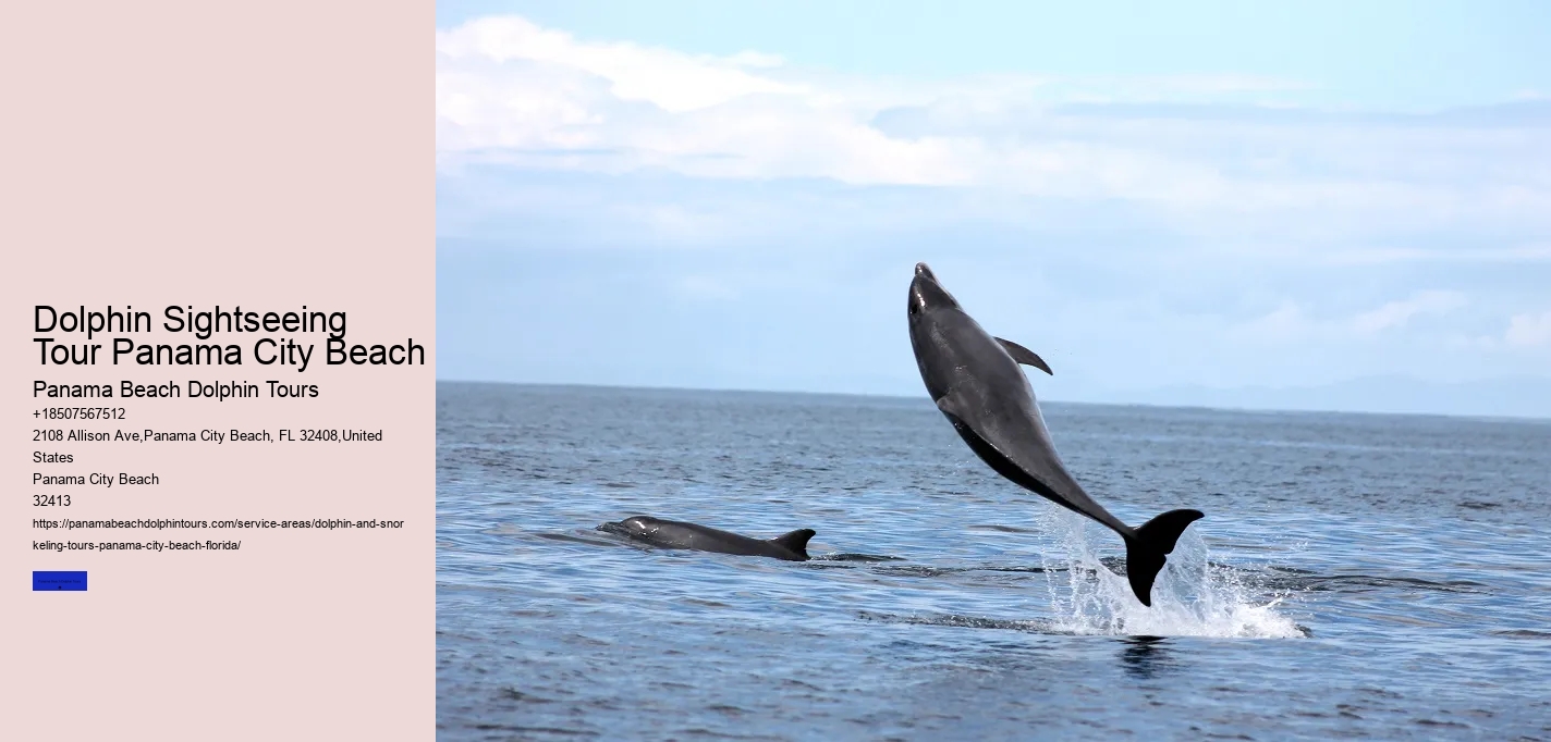 5 Tips For Swimming With Dolphins For The First Time